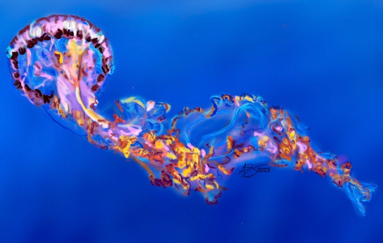 jellyfish with long, colorful oral arms