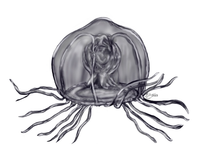 immortal jellyfish digitally painted in black and white